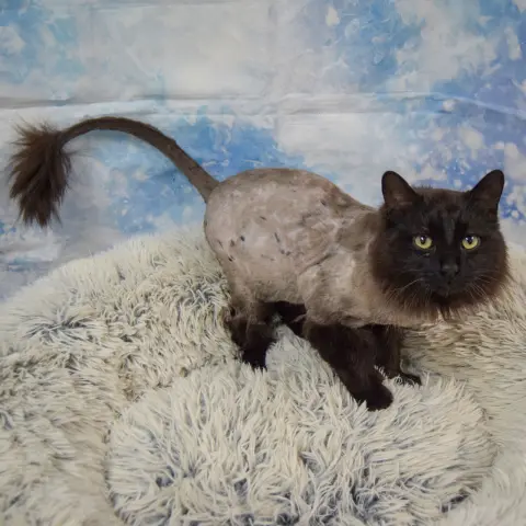 Midnight thumbnail 4