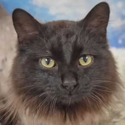 Midnight thumbnail 5