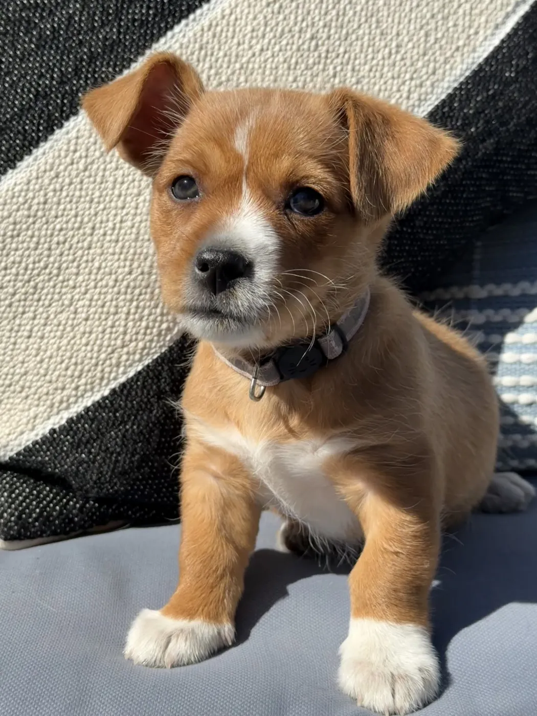 Double Dutch - Photo 1