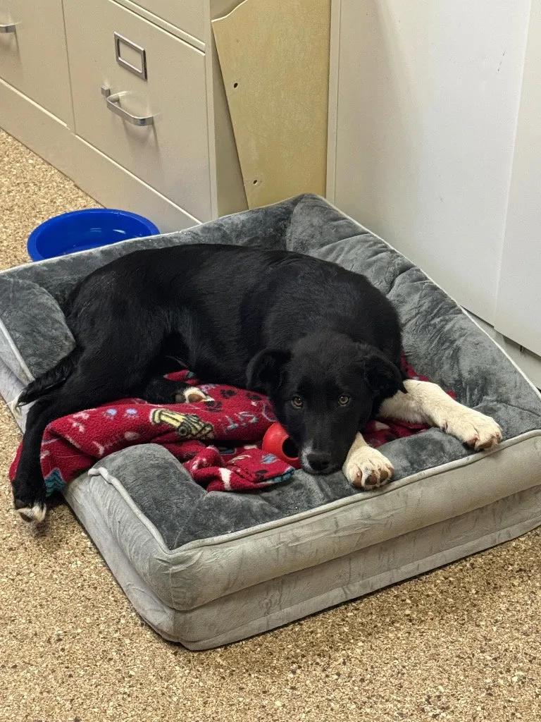 Sugar Plum Fairy - Photo 1