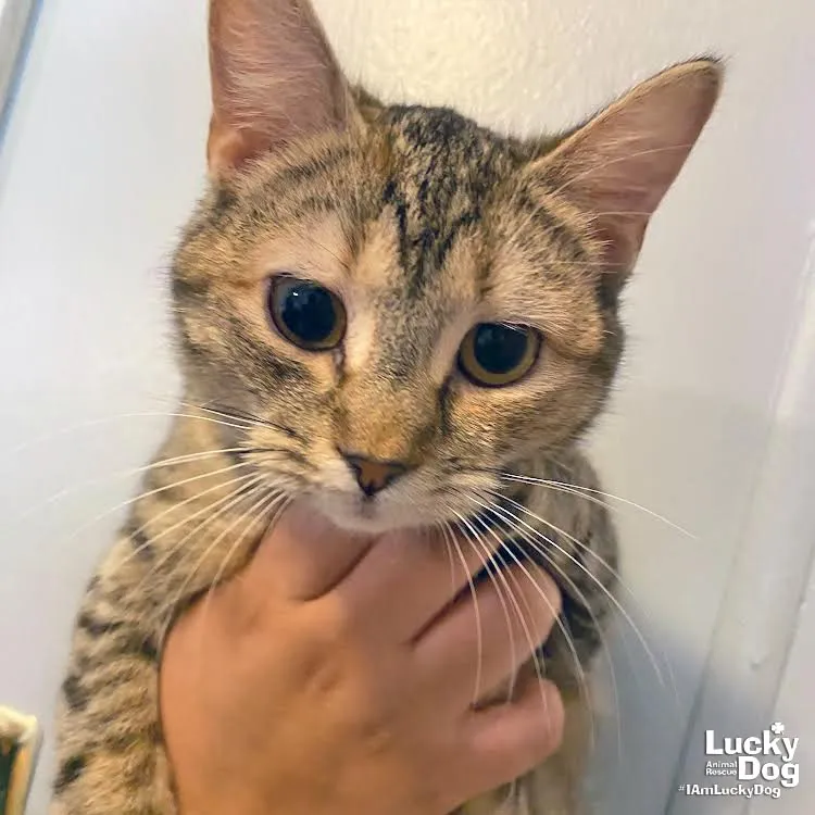 Tortellini - Photo 1