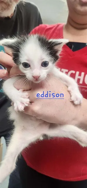 Eddison - Photo 1
