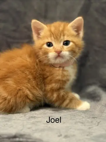 Joel