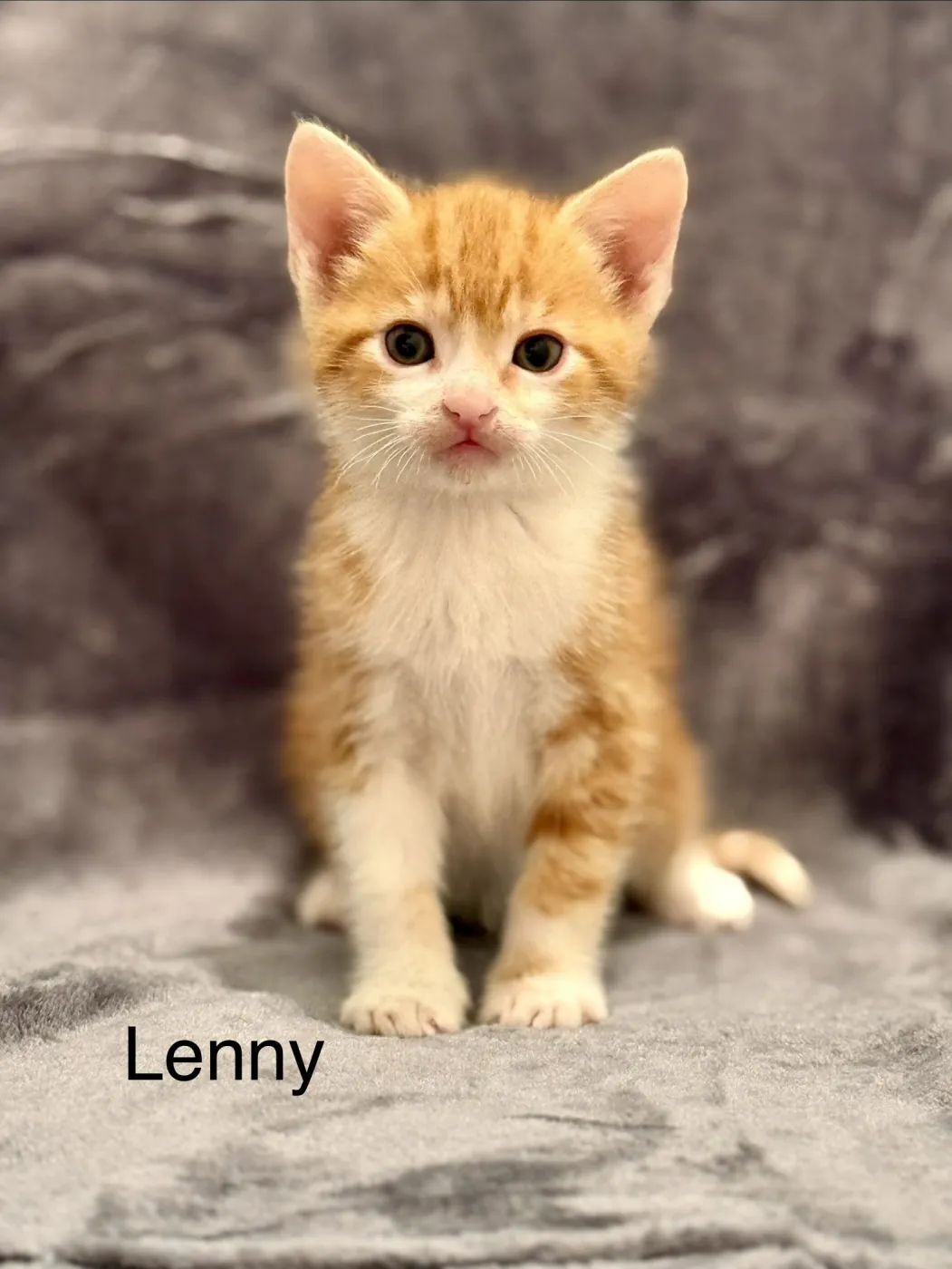 Lenny - Photo 1