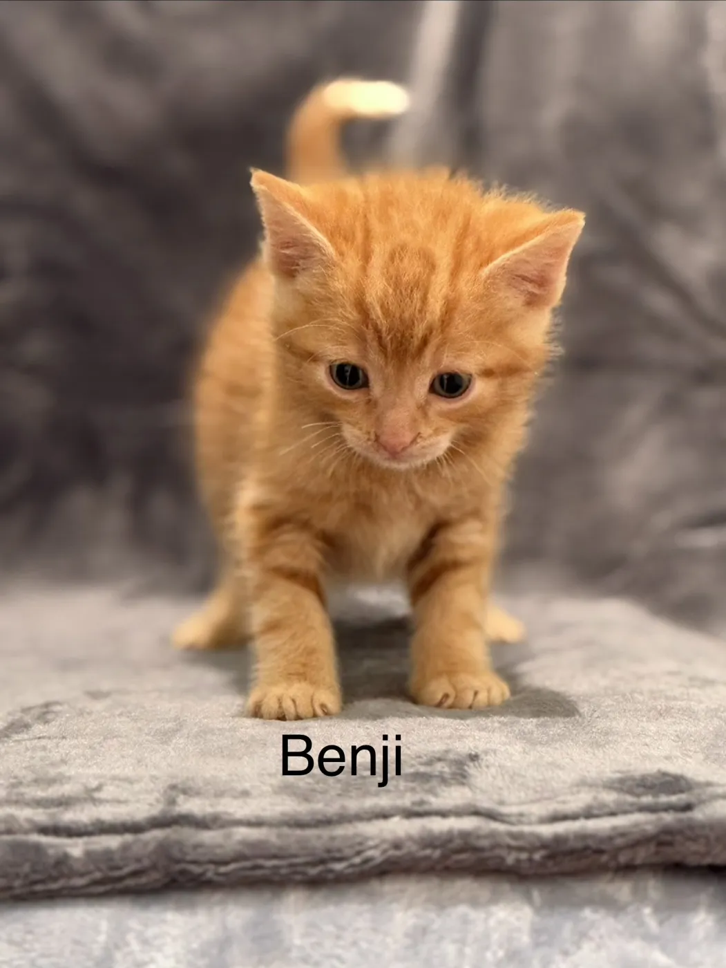 Benji - Photo 1