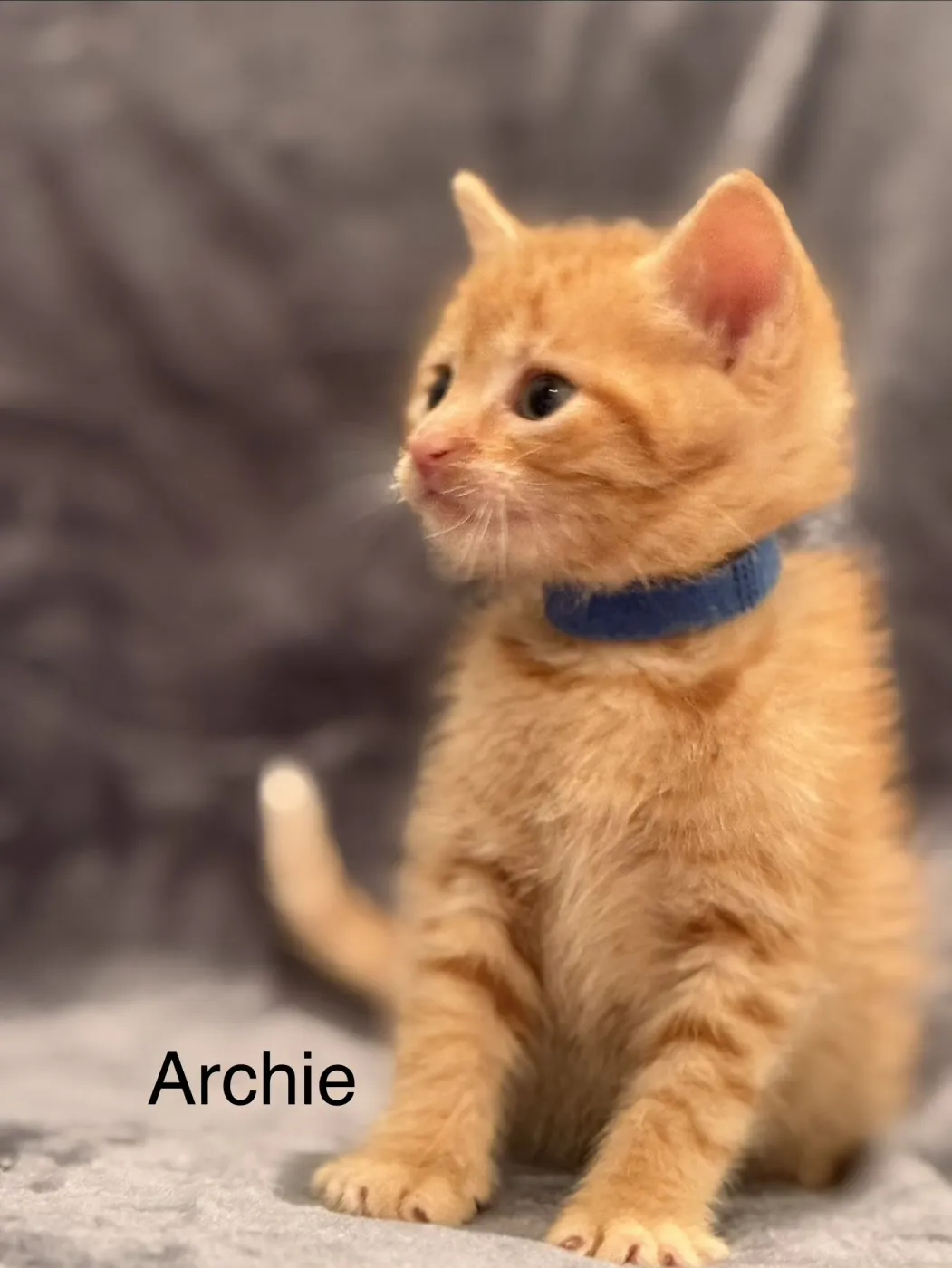 Archie - Photo 1