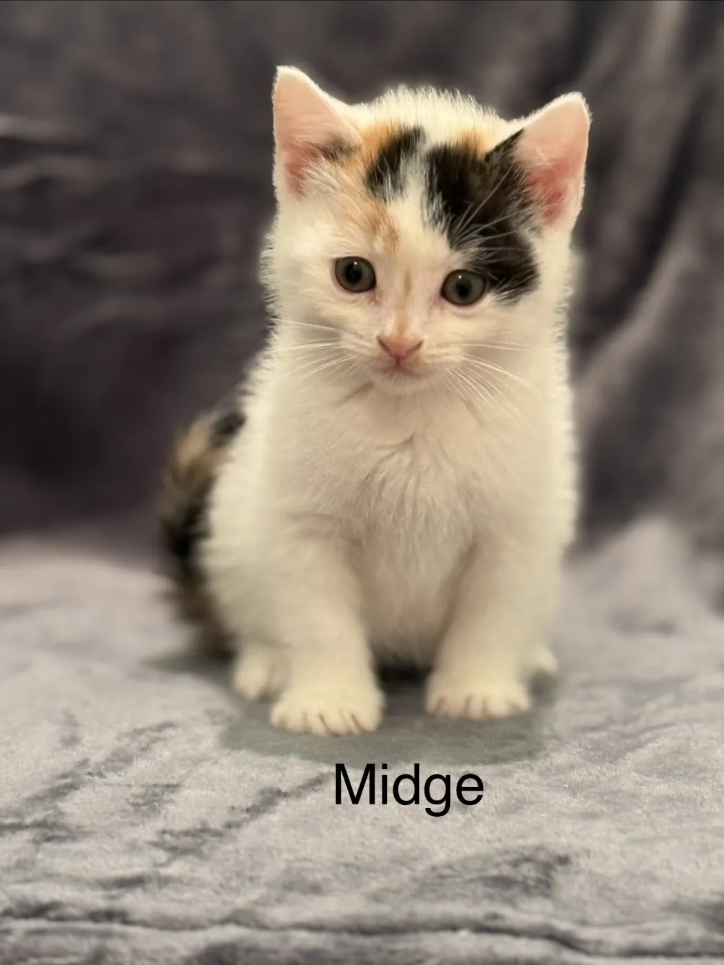 Midge - Photo 1