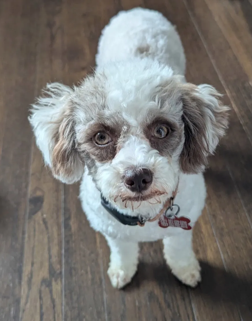 Cheesecake - Photo 1