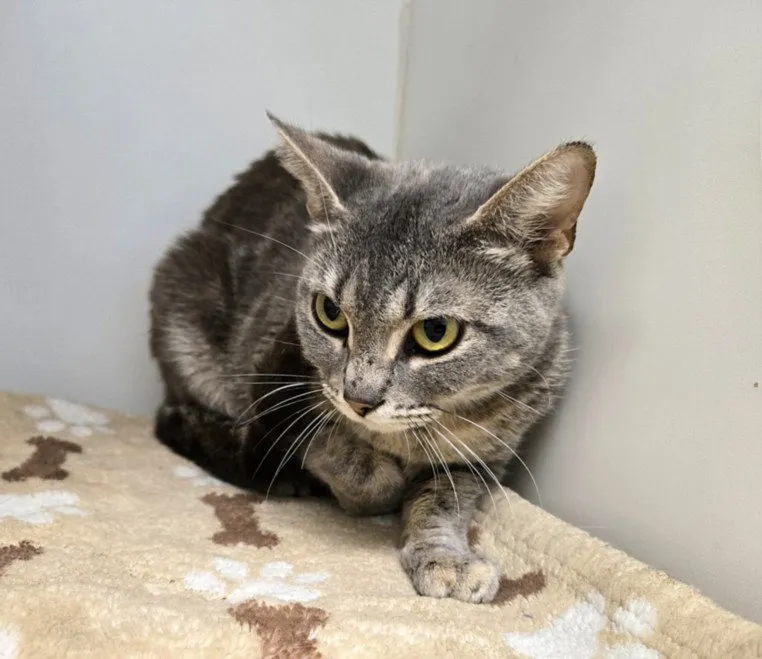 Mr. Squeaks - Photo 1