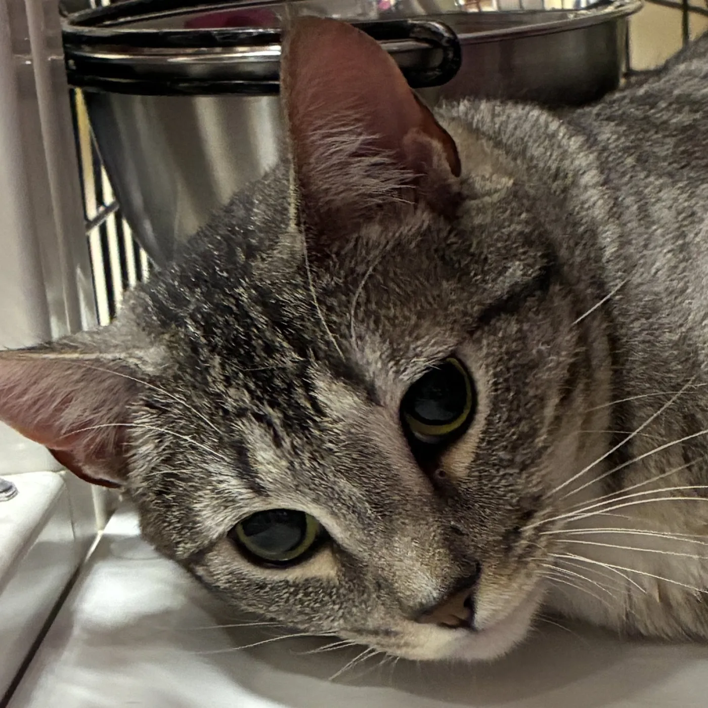 Mister Andy - Photo 1