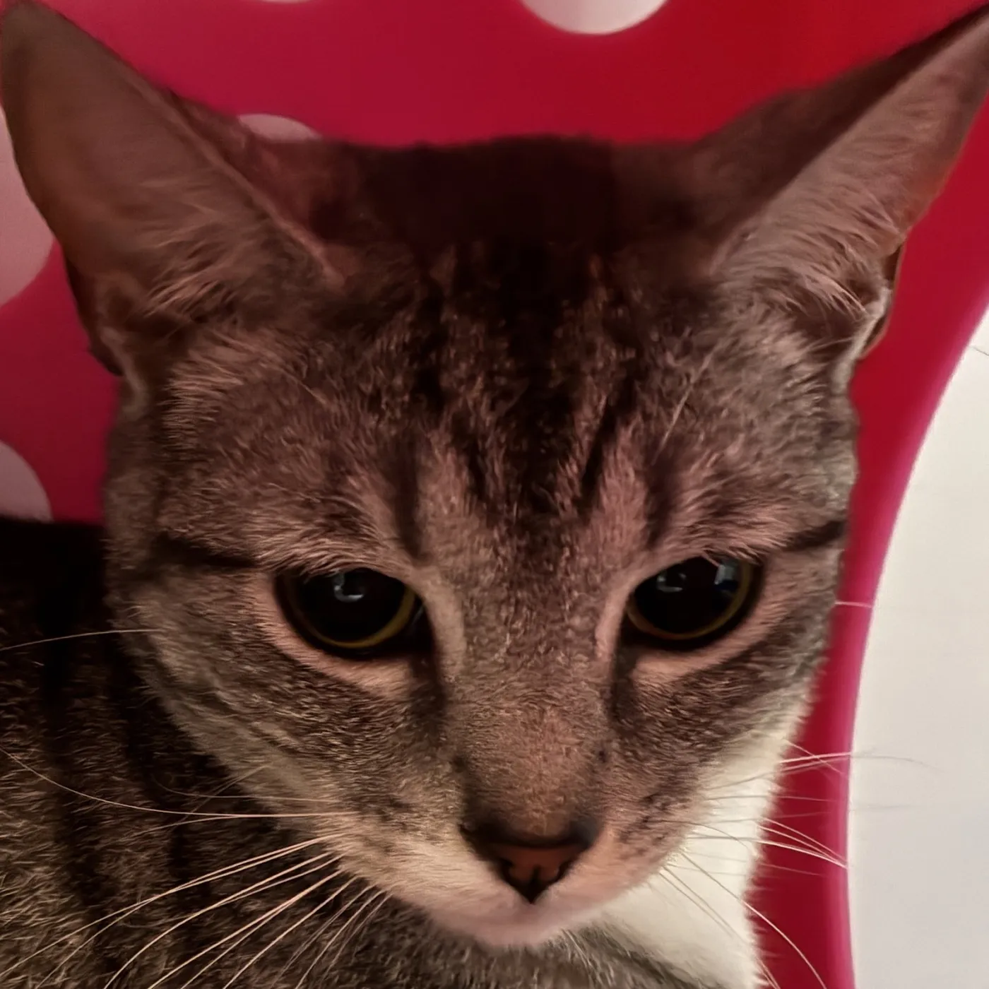 Miss Candy - Photo 1