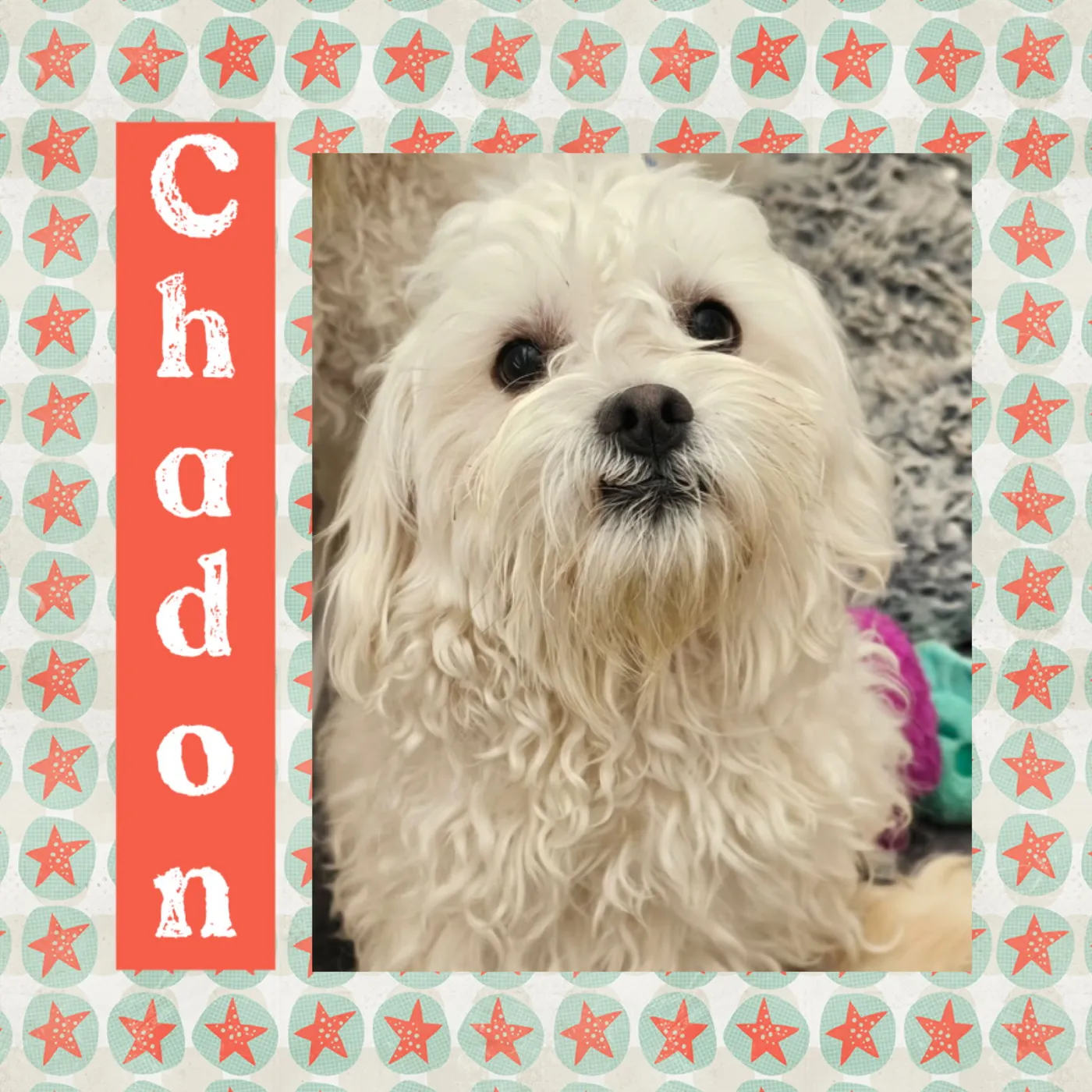 Chadon - Photo 1