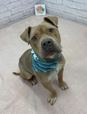 Pepperidge Farm - Photo 1