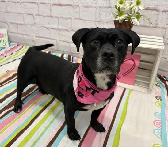 Sweet Hawaiian - Photo 1