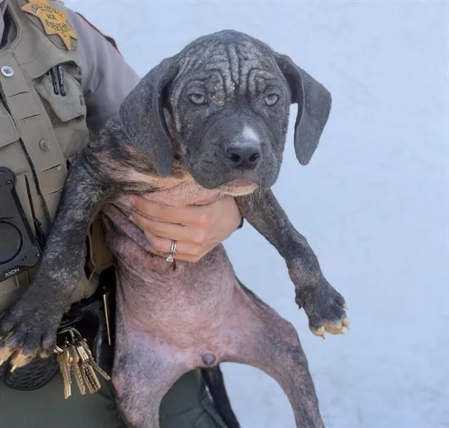 Passion Fruit - Photo 1