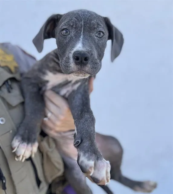 Dragon Fruit - Photo 1