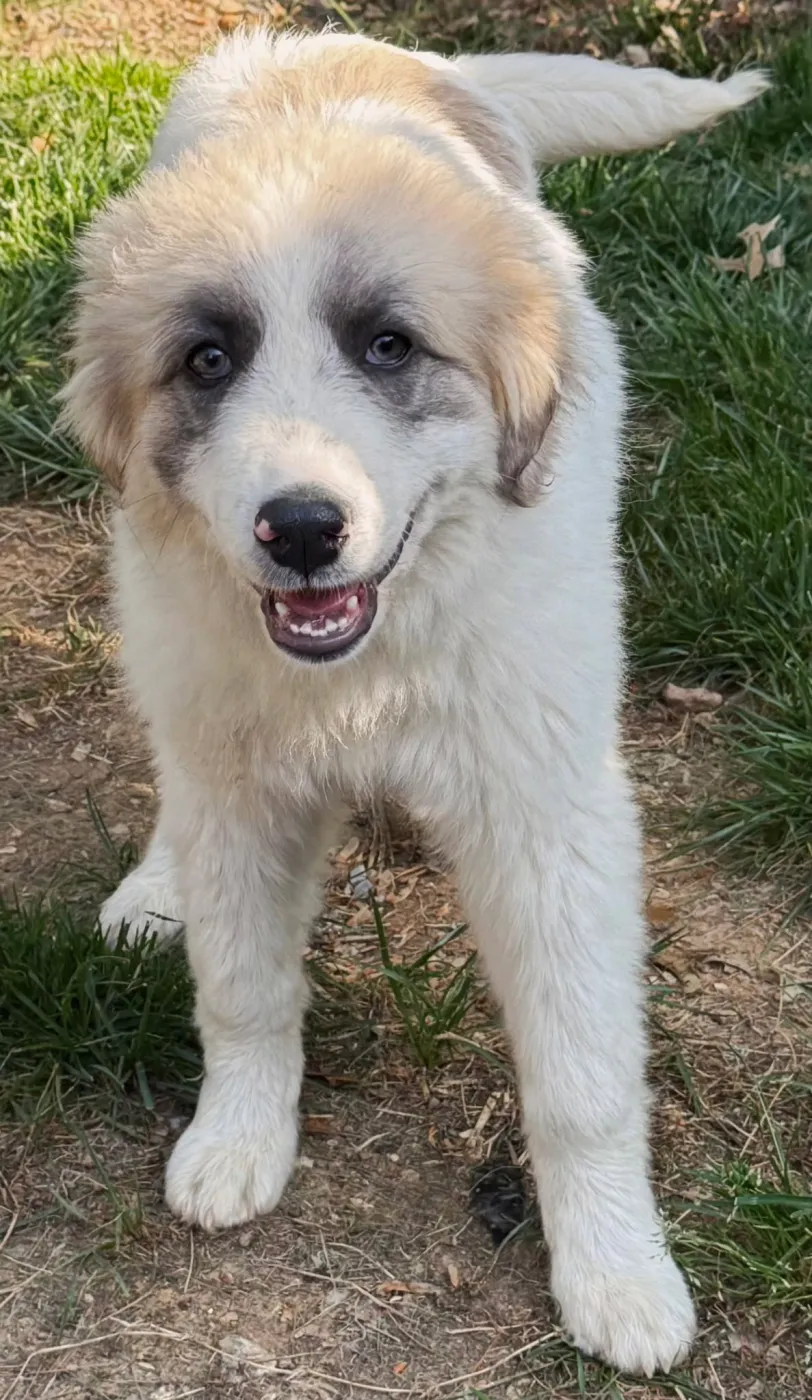 Sweetheart - Photo 1