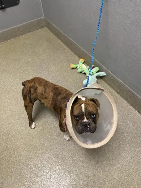 Hawaiian Barbeque - Photo 1