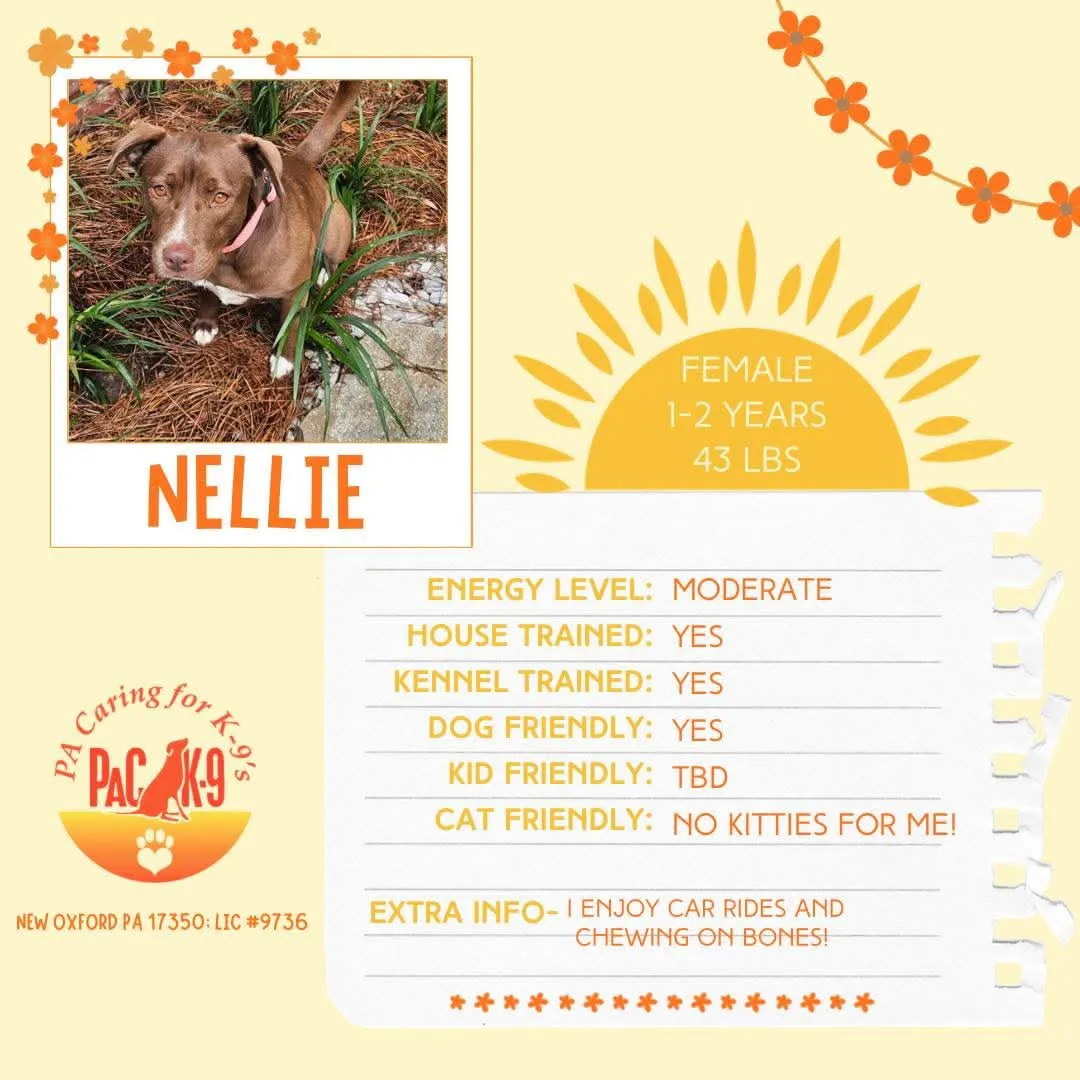 Nellie - Photo 1