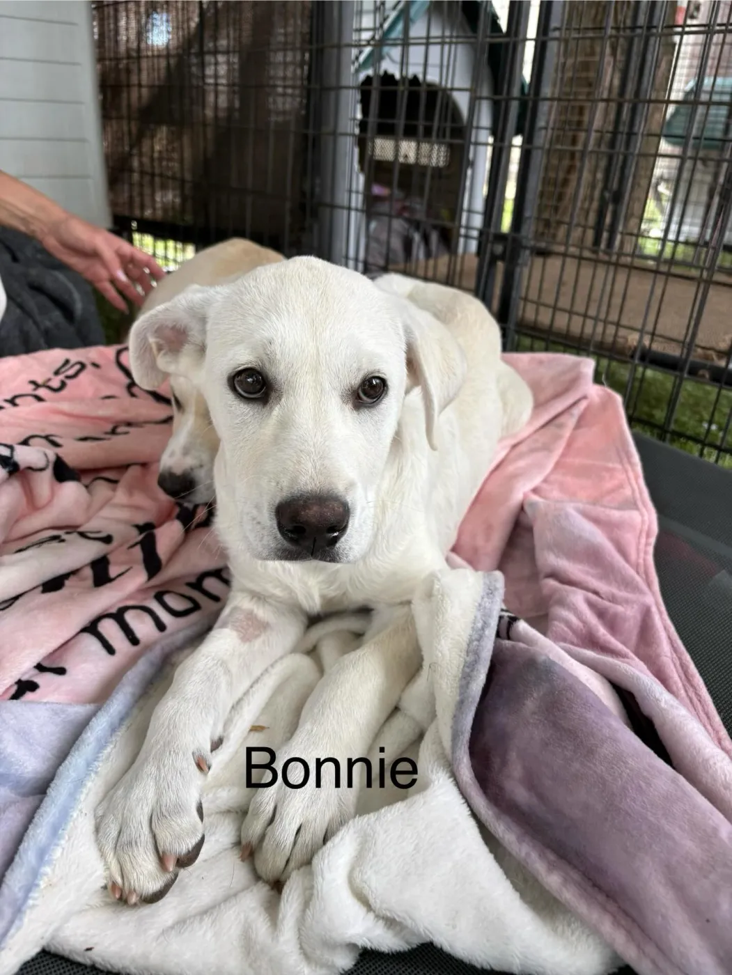 Bonnie - Photo 1
