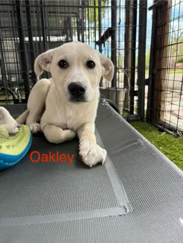 Oakley