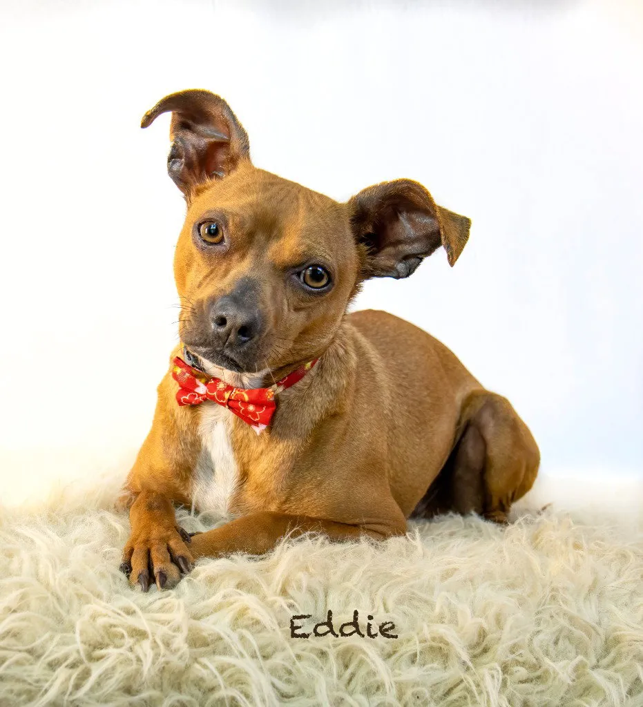 Eddie - Photo 1