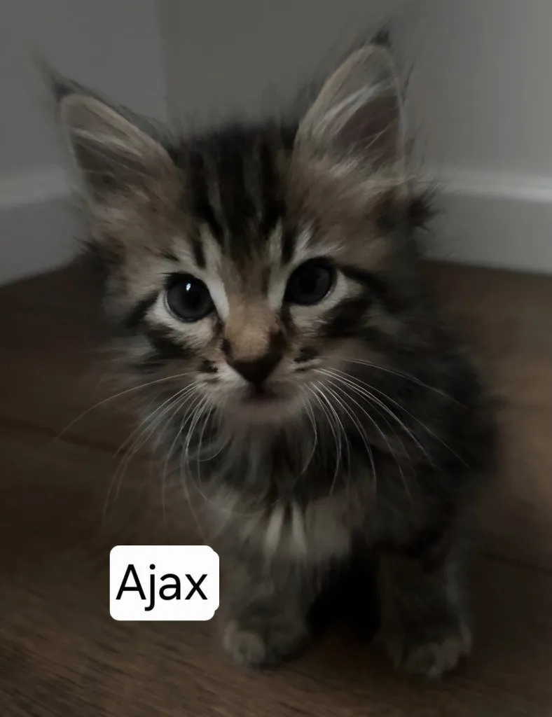 Ajax - Photo 1