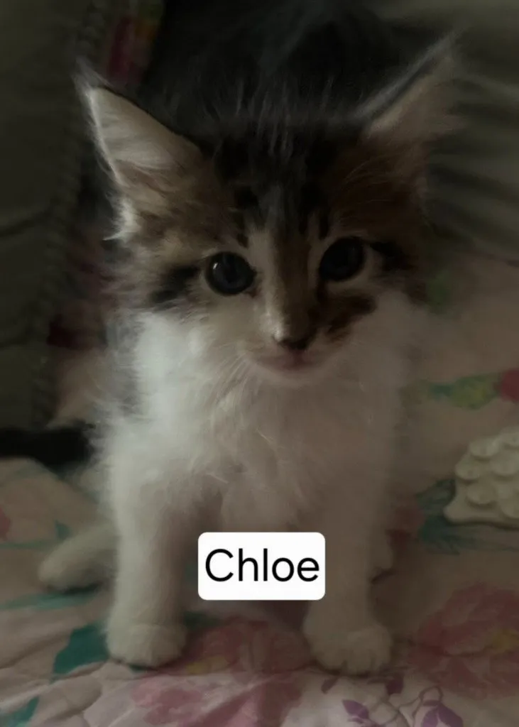 Chloe - Photo 1