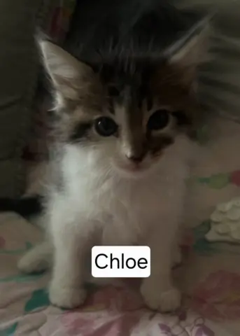 Chloe