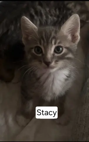 Stacy