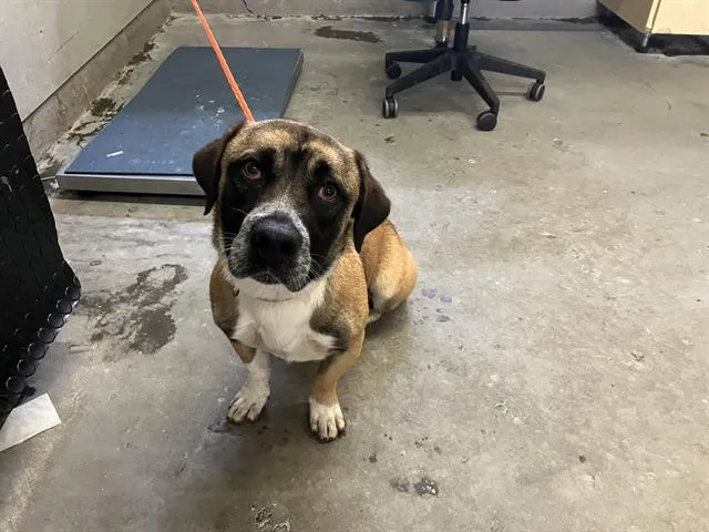 Winnie The Pooch - Photo 1