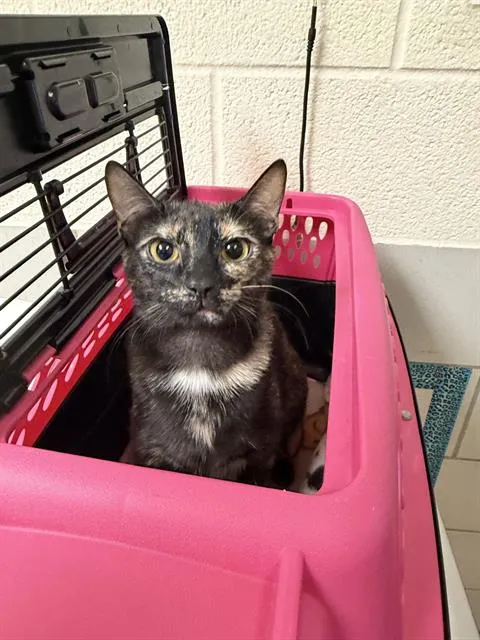 Purrsephone - Photo 1