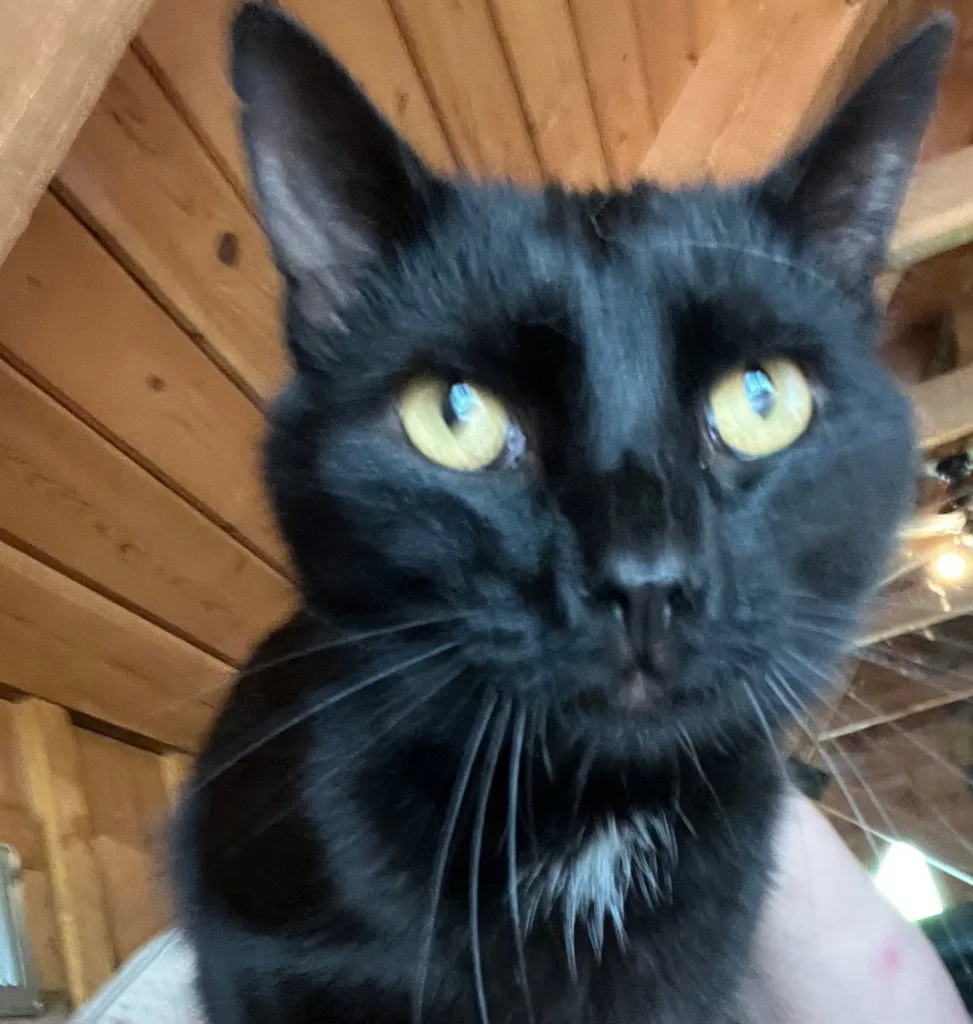 Catpurrnicus - Photo 1