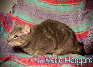 Merle Haggard - Photo 1