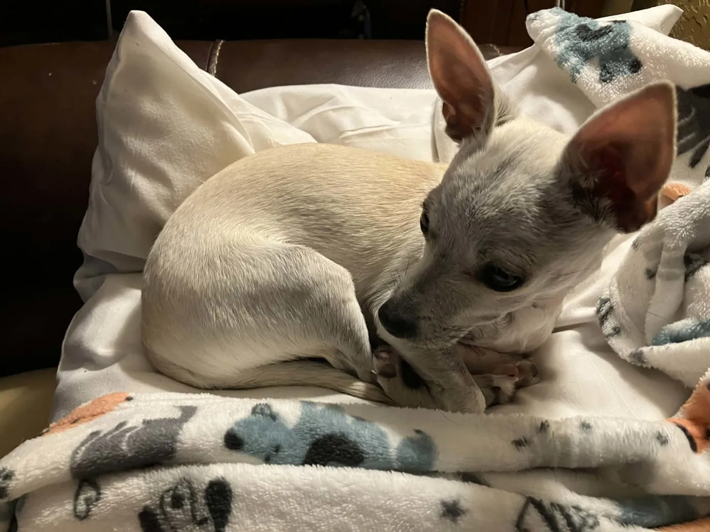 Little Man - Photo 1