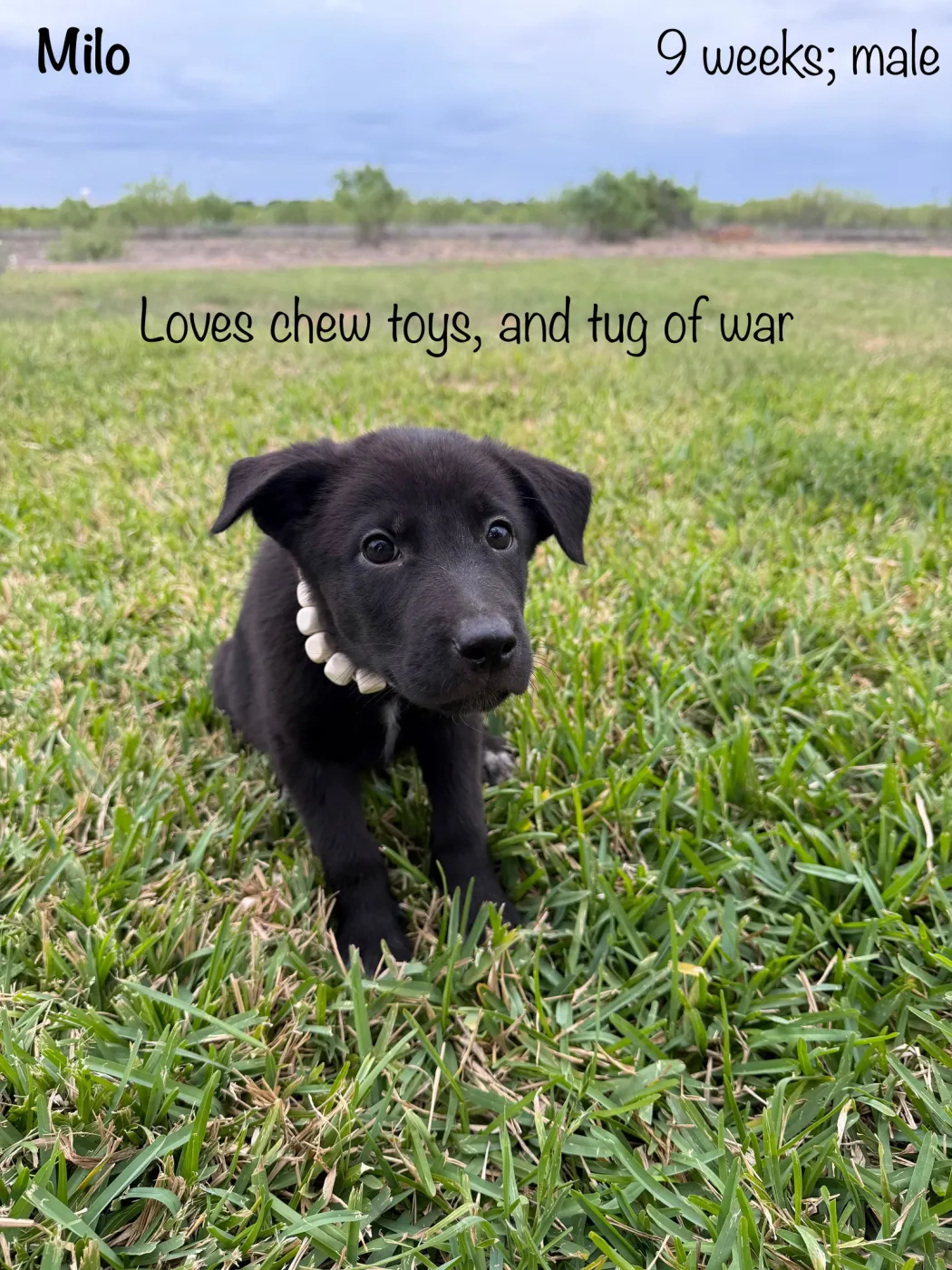 Milo - Photo 1