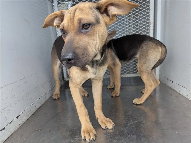 Fluttershy - Photo 1