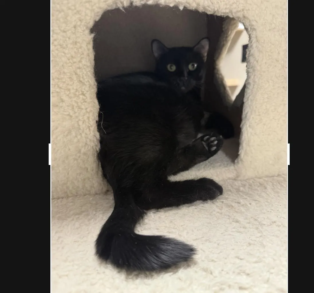 Pita Chips - Photo 1