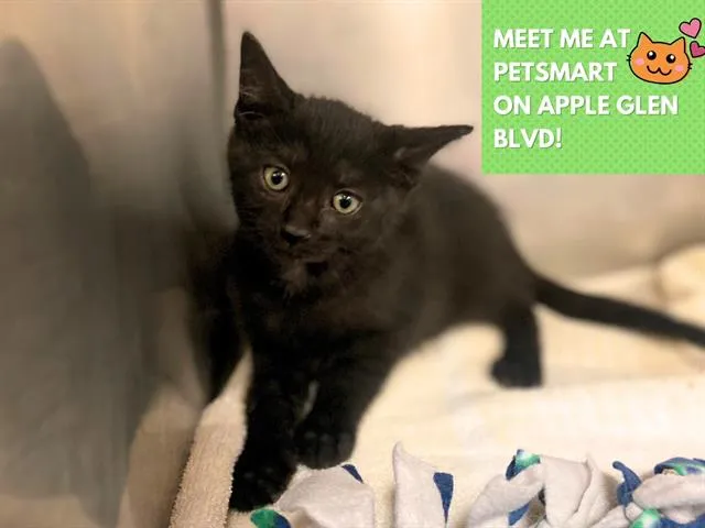 Frosted Flakes - Photo 1