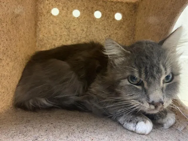 C.S. Lewis - Photo 1