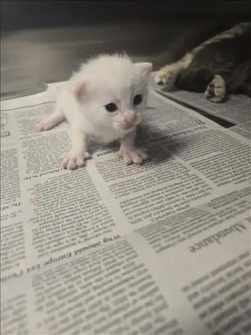 Kitten