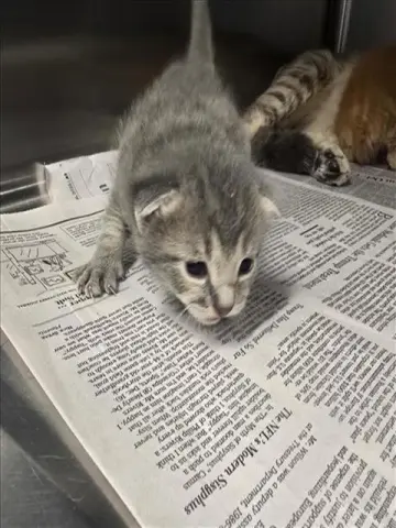 Kitten 6