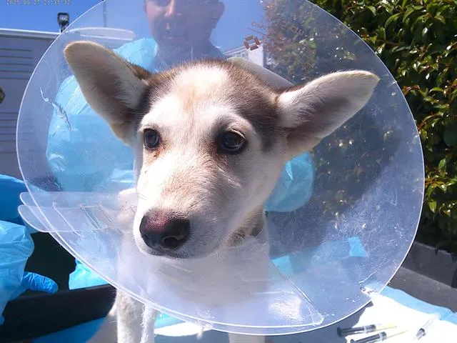 Flora Fairy - Photo 1