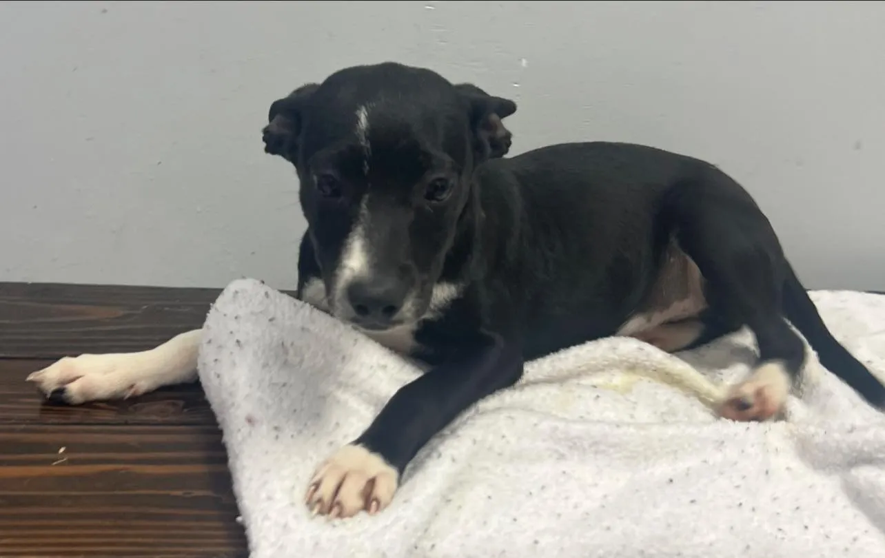 Grundgetta - Photo 1