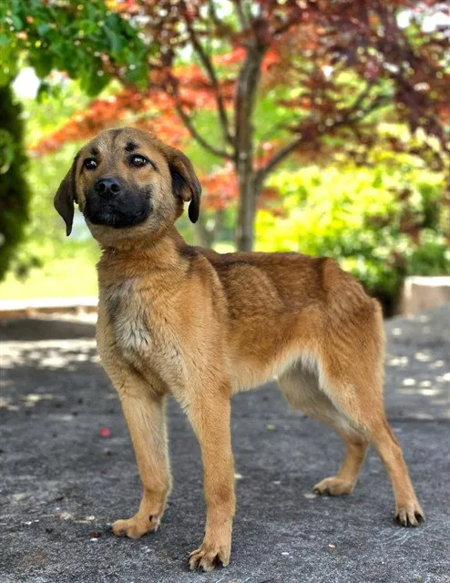 Periwinkle - Photo 1