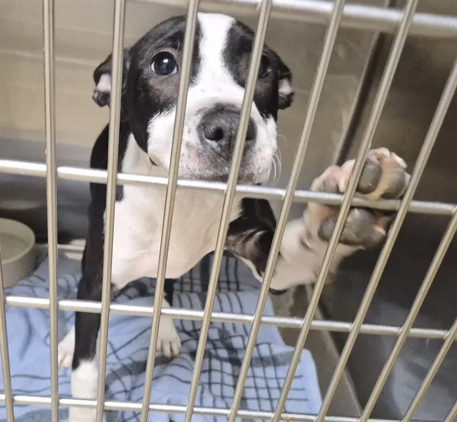 Pink Dolphin - Photo 1