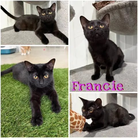 Francie