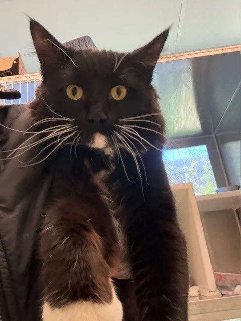 Joey Joe Joe - Photo 1