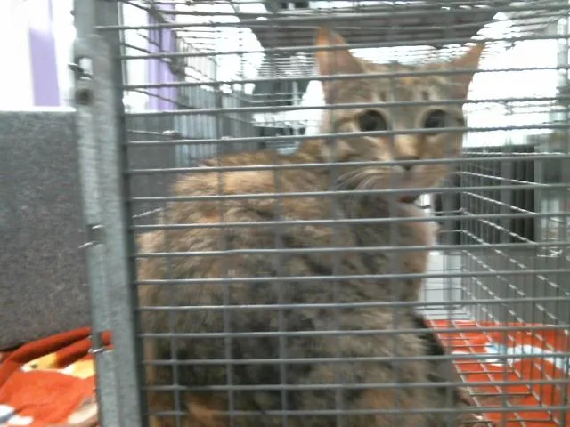 Itty Bitty - Photo 1