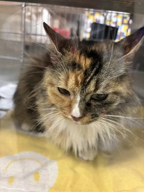 Maleficent - Photo 1